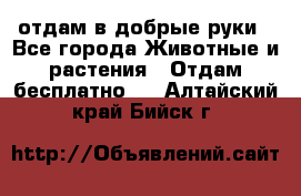 отдам в добрые руки - Все города Животные и растения » Отдам бесплатно   . Алтайский край,Бийск г.